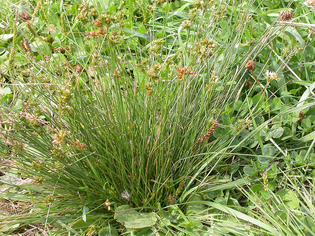 Juncus dudleyi
