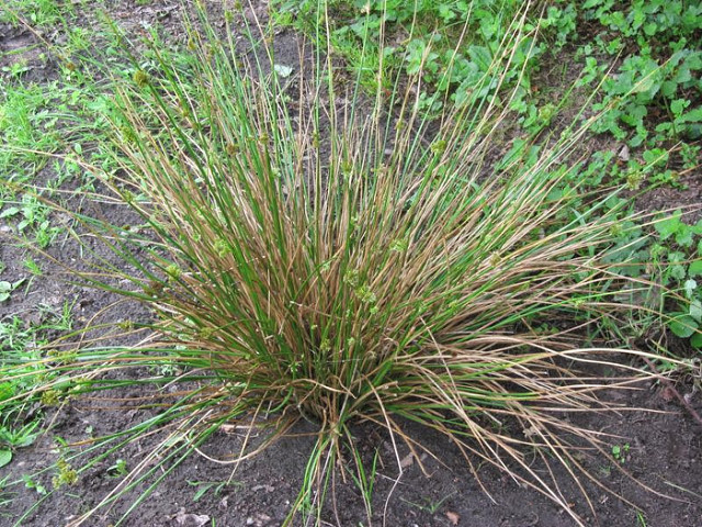 Jonc diffus (Juncus effusus)