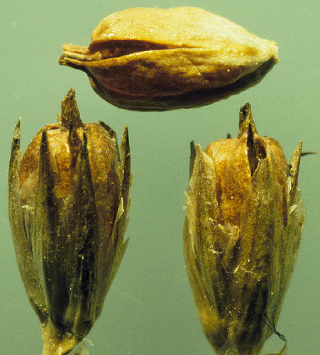 Jonc nain (Juncus ensifolius)
