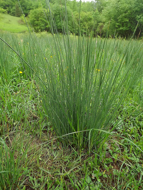 Jonc arqué (Juncus inflexus)