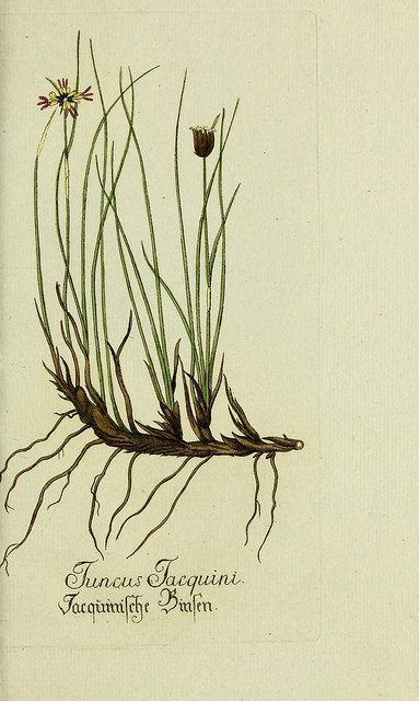 Jonc de jacquin (Juncus jacquinii)