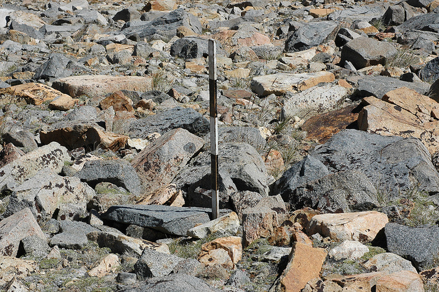 Jonc nain (Juncus pygmaeus)
