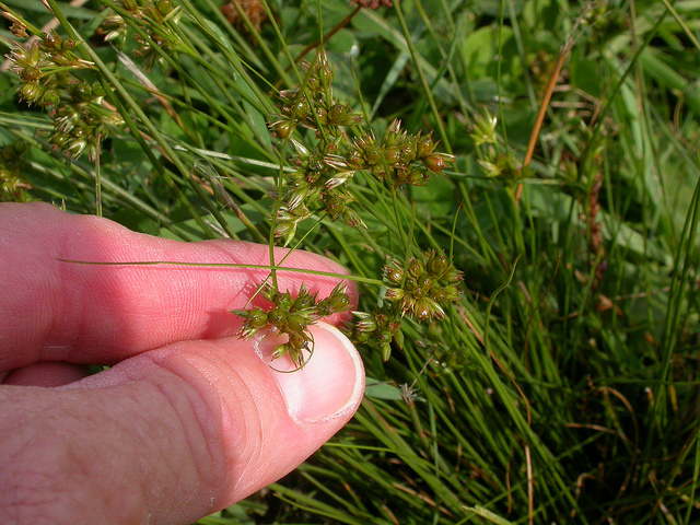 Jonc fin (Juncus tenuis)