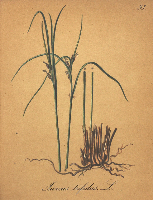 Jonc trifide (Juncus trifidus)