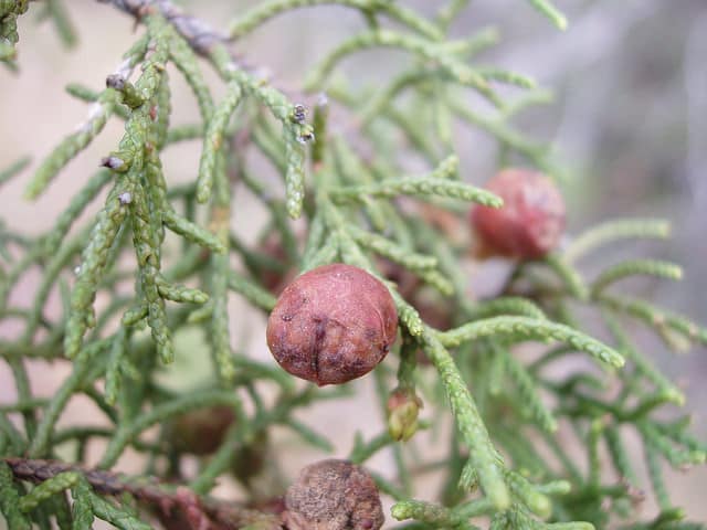 Juniperus ashei