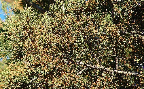 Juniperus ashei