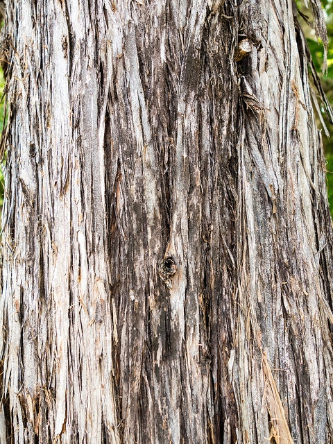 Juniperus ashei