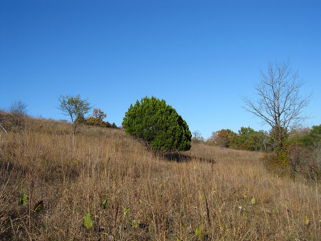 Juniperus ashei (Juniperus ashei)