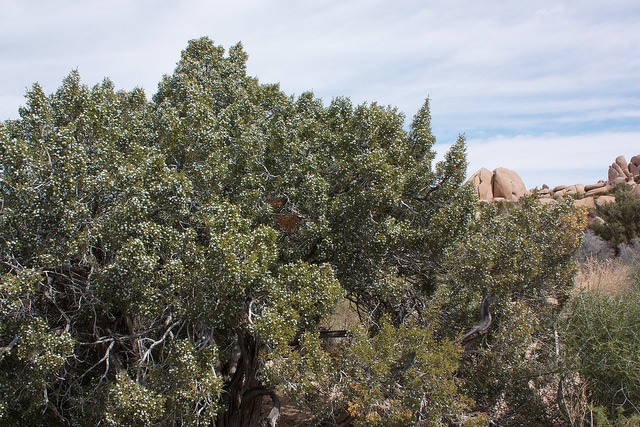 Genévrier de californie (Juniperus californica)