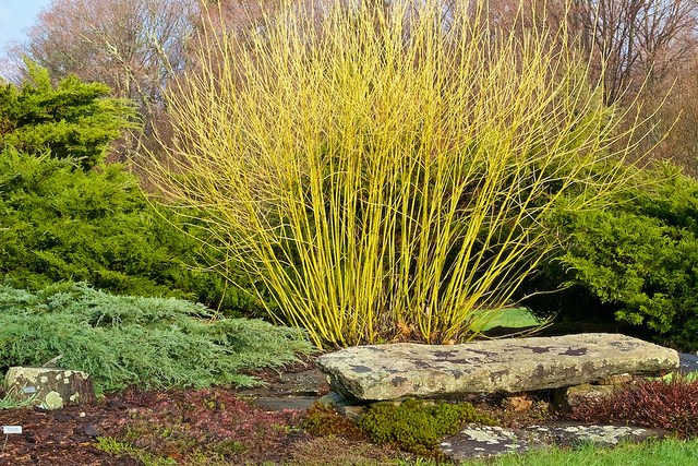 Genévrier de chine (Juniperus chinensis)
