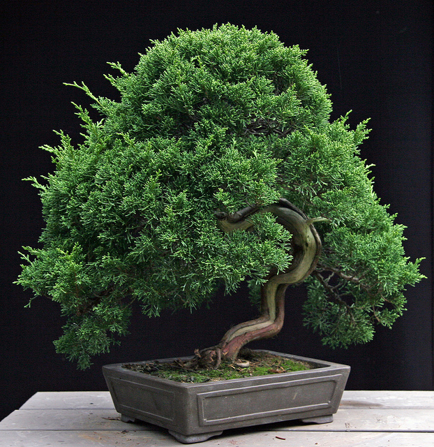 Genévrier de chine