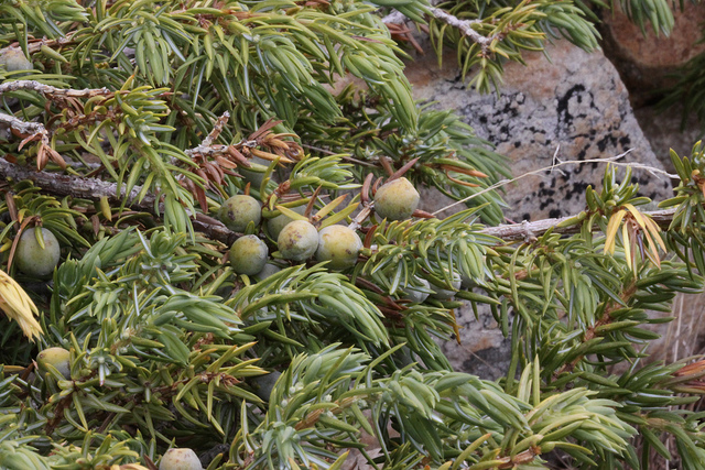 Genévrier commun (Juniperus communis)