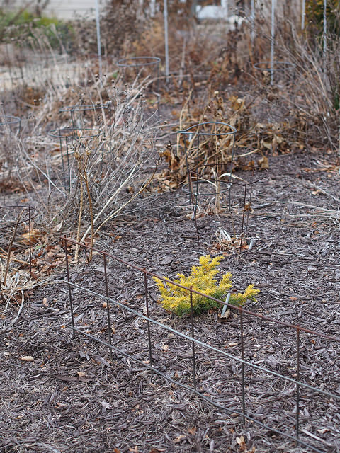 Juniperus conferta