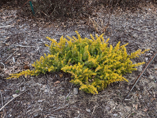 Juniperus conferta