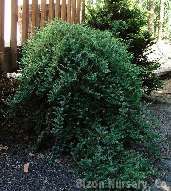 Juniperus conferta