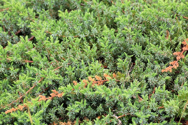 Juniperus conferta