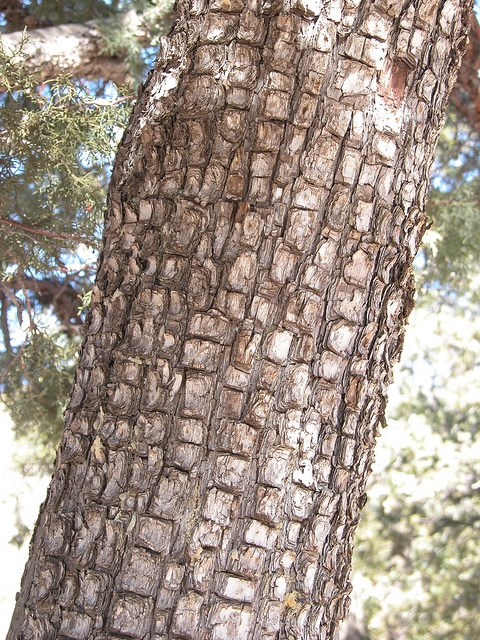 Juniperus deppeana