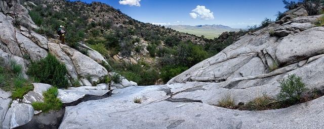 Juniperus deppeana