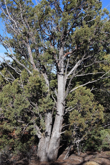 Juniperus deppeana