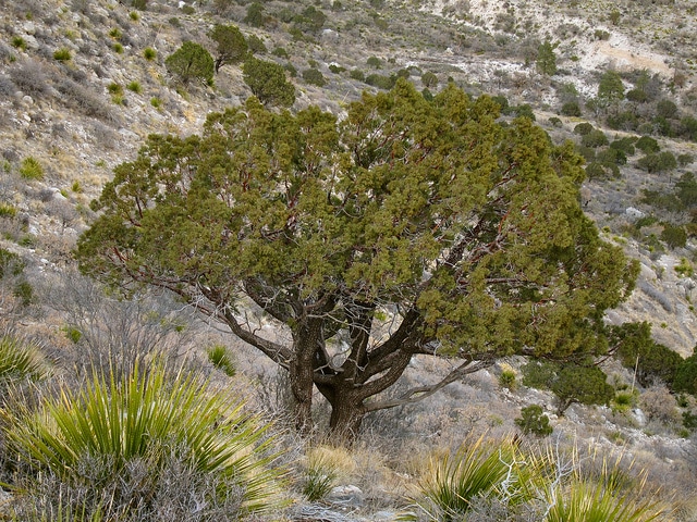 Juniperus deppeana (Juniperus deppeana)