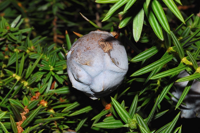 Genévrier de syrie (Juniperus drupacea)