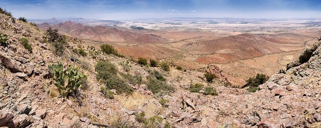 Juniperus monosperma