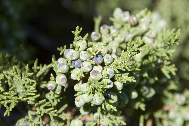 Juniperus monosperma