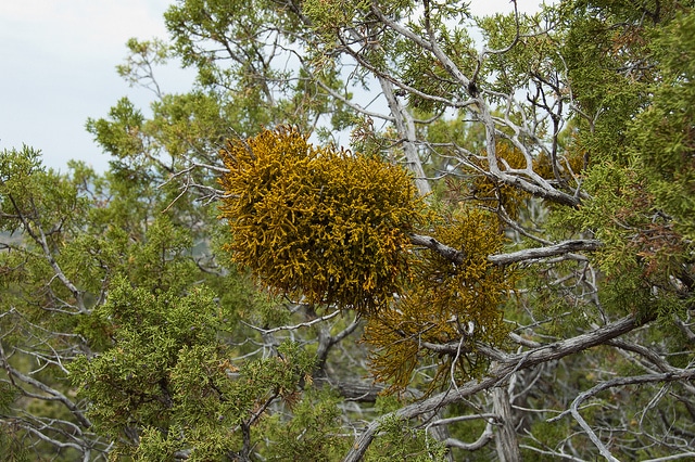 Juniperus monosperma (Juniperus monosperma)
