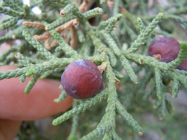 Juniperus osteosperma
