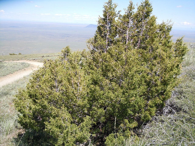 Juniperus osteosperma