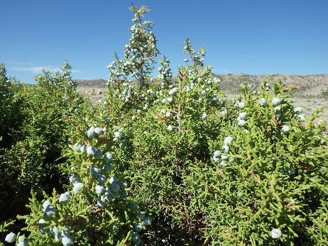 Juniperus osteosperma