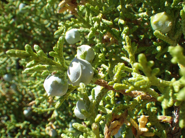 Juniperus osteosperma