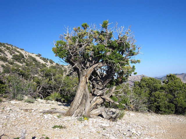 Juniperus osteosperma (Juniperus osteosperma)