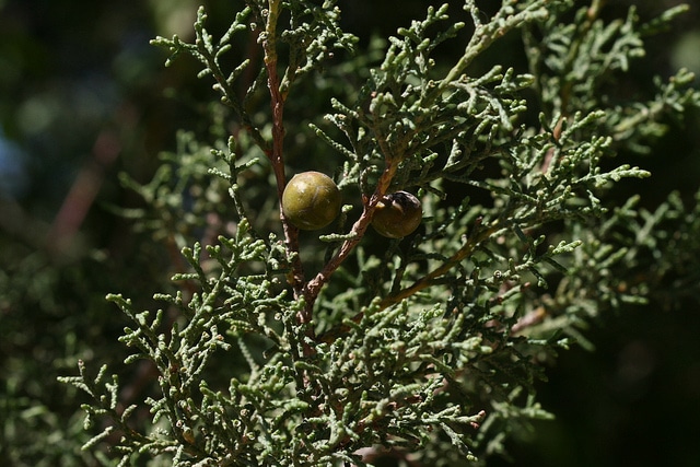 Genévrier de lycie (Juniperus phoenicea)