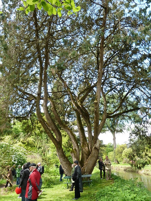 Juniperus recurva