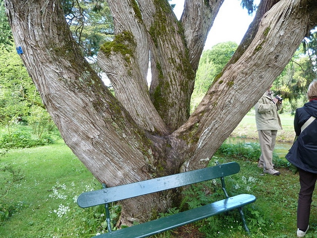 Juniperus recurva