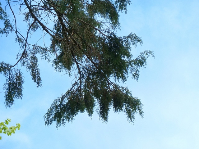 Juniperus recurva