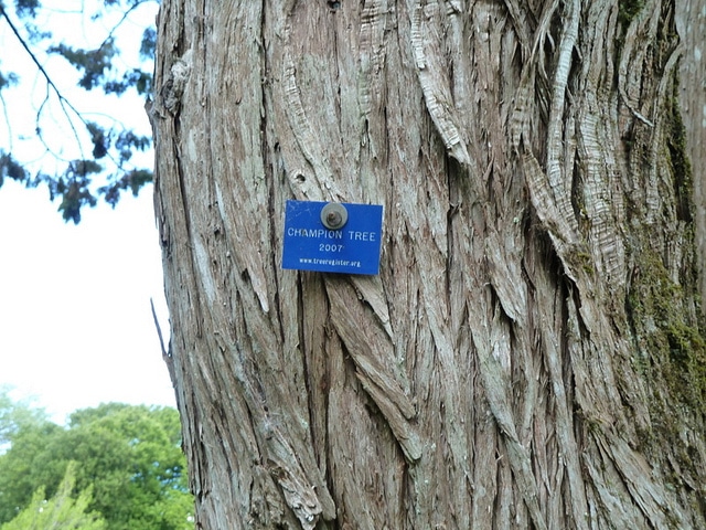 Juniperus recurva