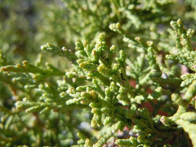 Genévrier des rocheuses (Juniperus scopulorum)