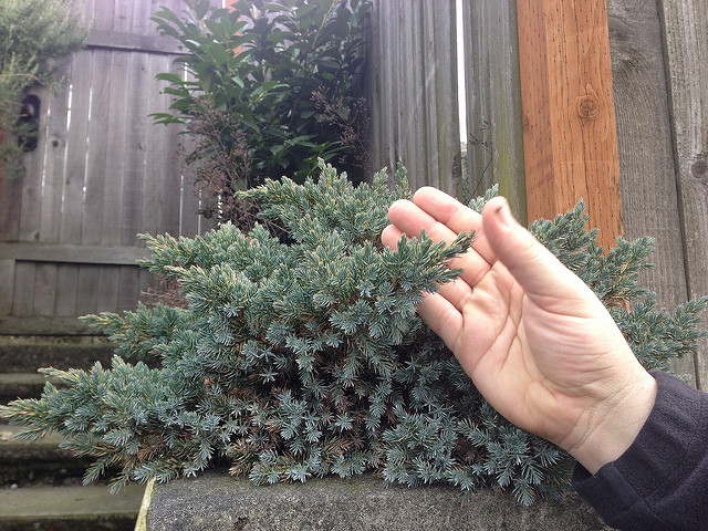 Genévrier écailleux (Juniperus squamata)