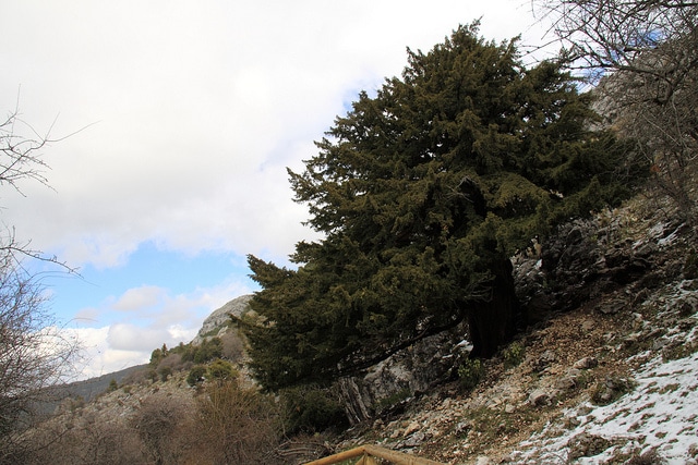 Genévrier à encens (Juniperus thurifera)