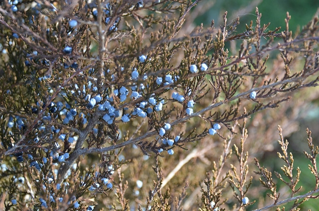 Genévrier de virginie (Juniperus virginiana)