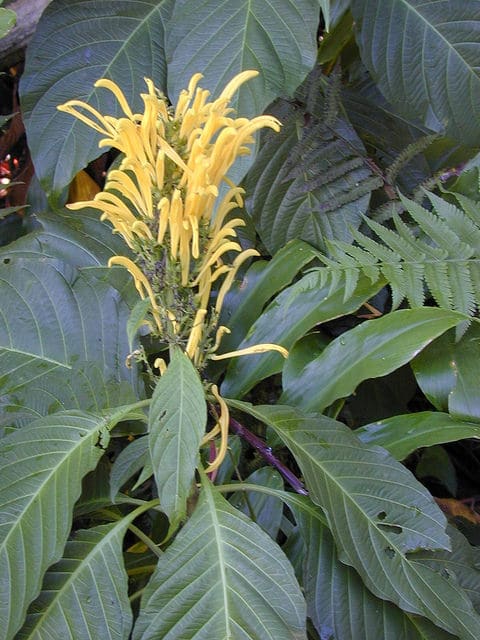 Justicia à fleurs jaunes