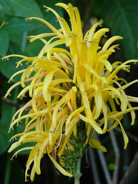 Justicia à fleurs jaunes