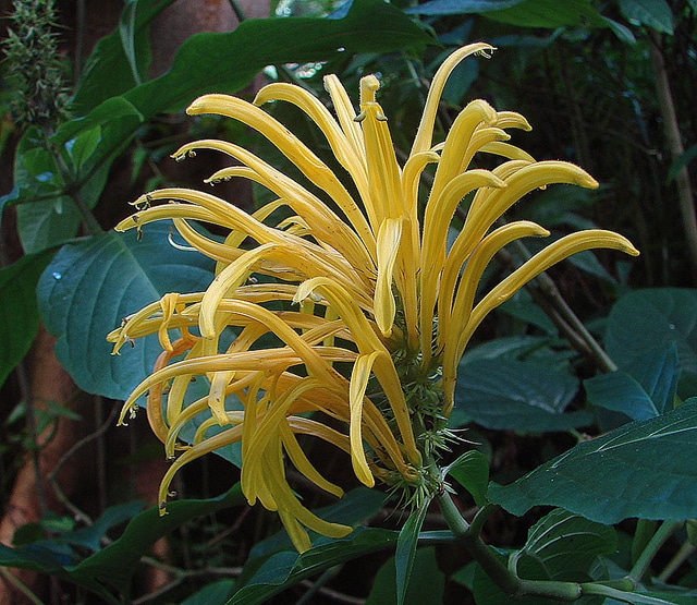 Justicia à fleurs jaunes (Justicia aurea)