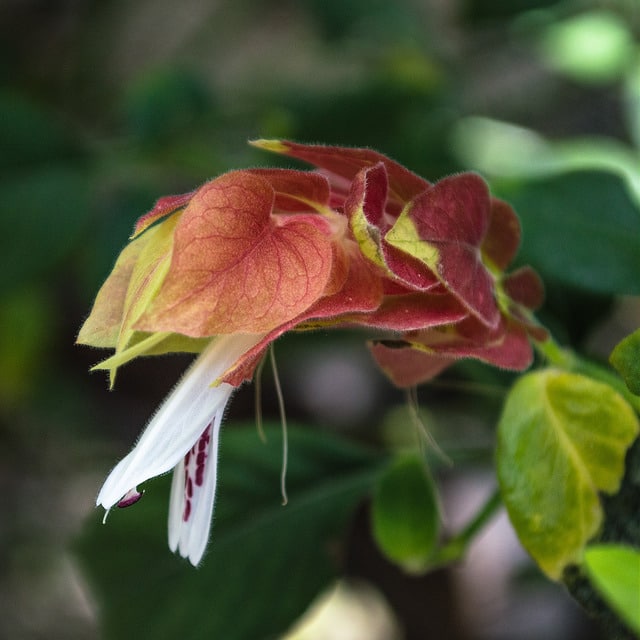 Justicia brandegeeana