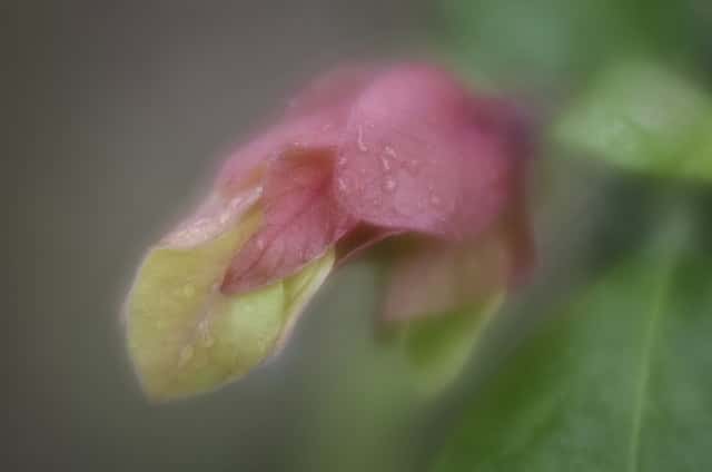 Justicia brandegeeana