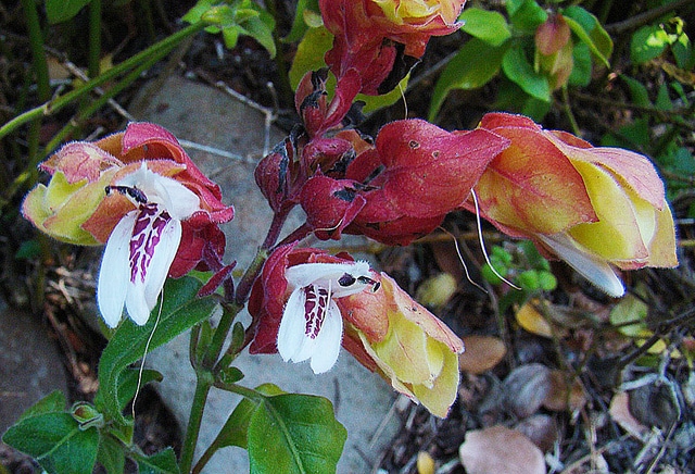 Justicia brandegeeana