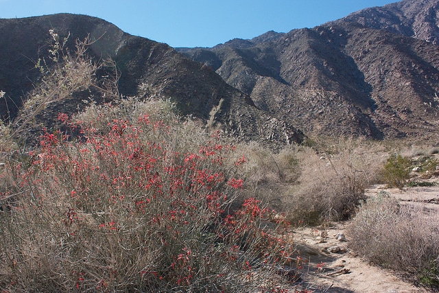 Justicia californica