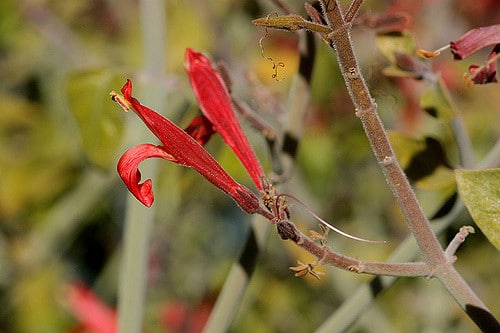 Justicia californica